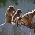 Tierisch leckere Familienmahlzeit