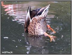 Tierisch - tierisch (4)   Tauch-Ente