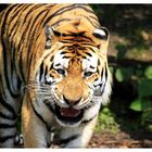 Tierisch - Tiger 1