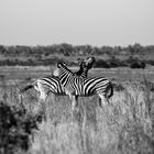 Tierisch verliebt | Addo NP; Südafrika | Zebra