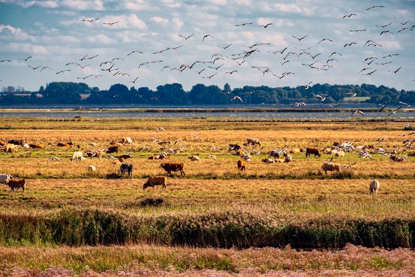 Tierisch was los auf der Boddenlandschaft