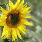 Tierisch was los auf der Sonnenblume