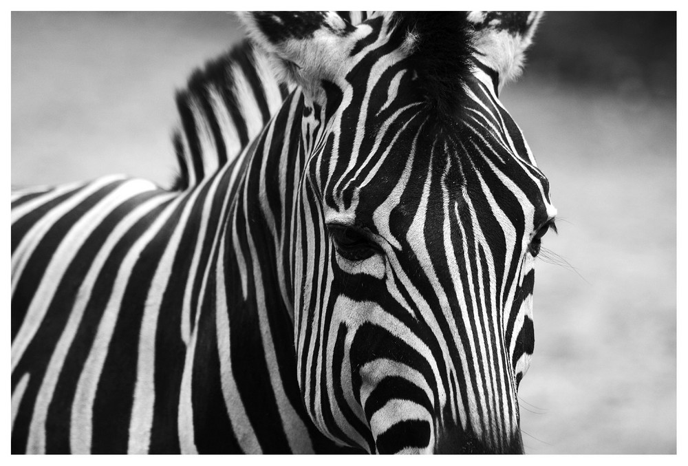 Tierisch - Zebra 1