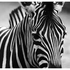 Tierisch - Zebra 1
