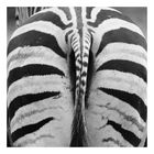 Tierisch - Zebra 6
