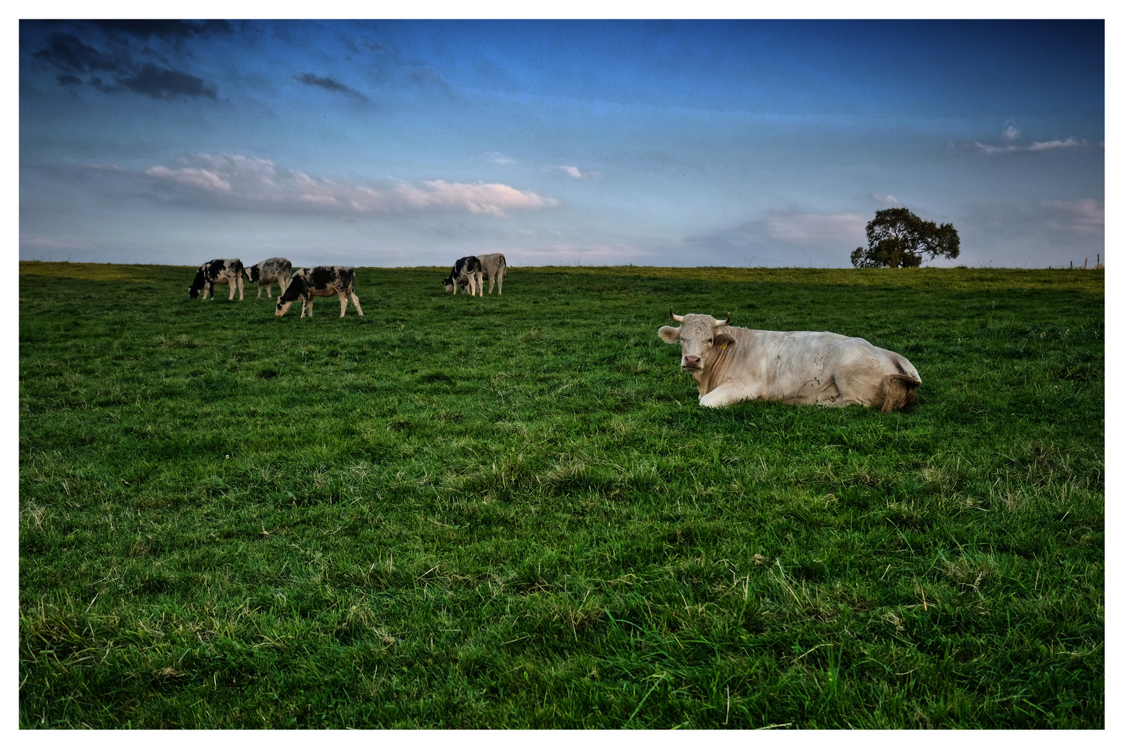 -tierisch zufrieden-