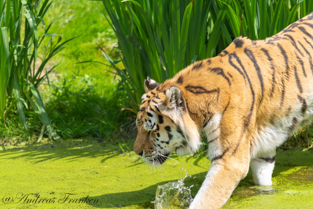 Tierische Abkühlung