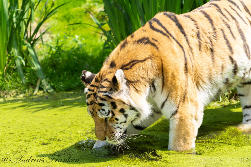 Tierische Abkühlung