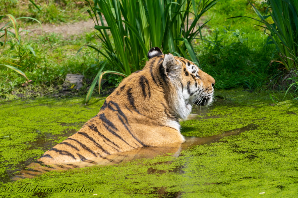 Tierische Abkühlung