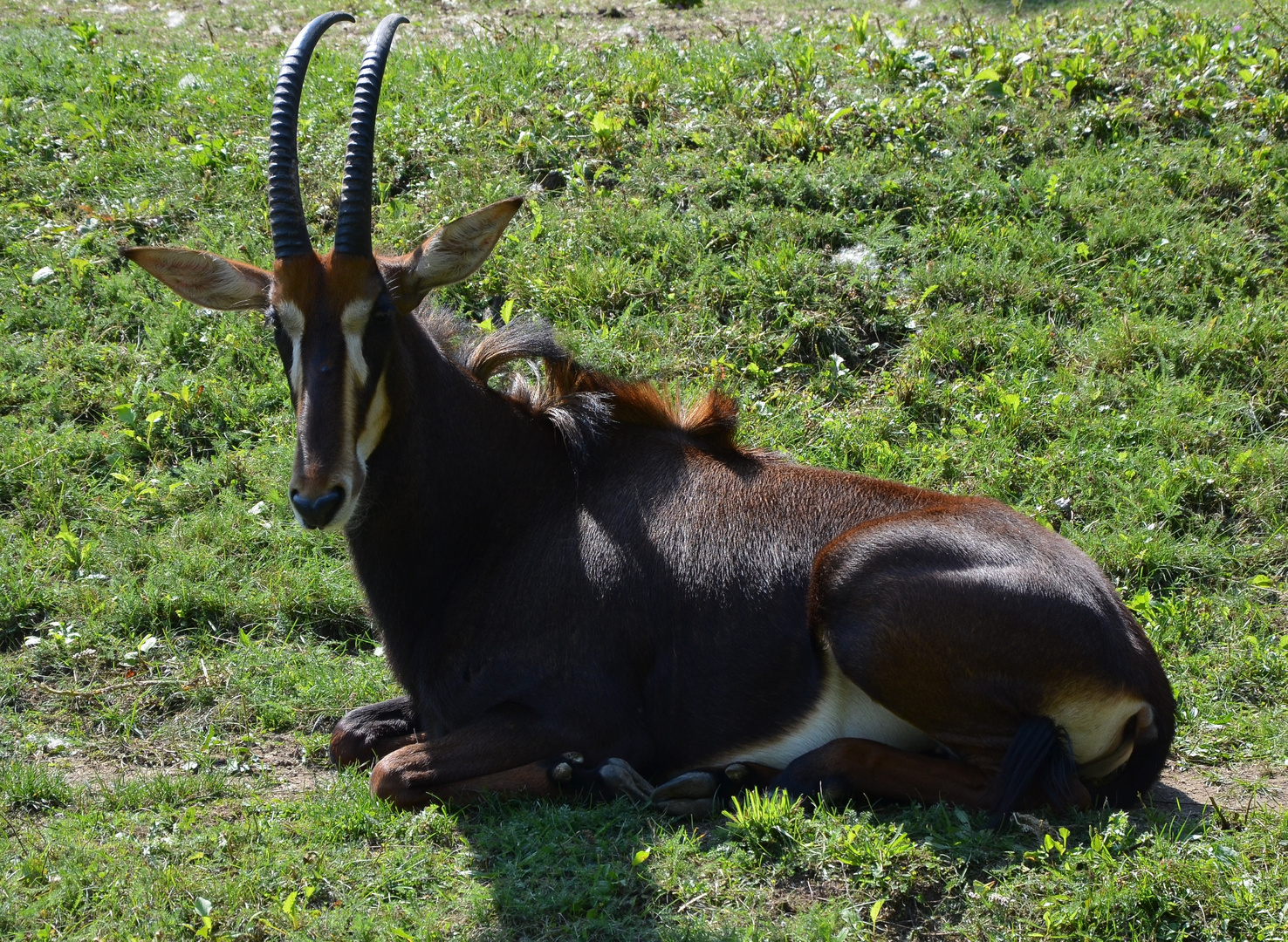 Tierische Anmut