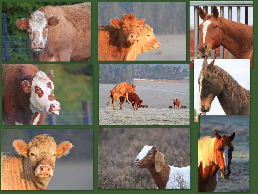 Tierische Augen Blicke