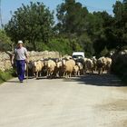 Tierische Begegnung