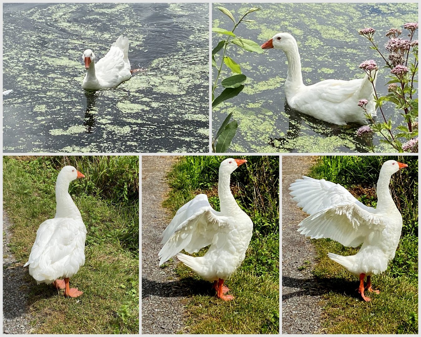 Tierische Begegnung