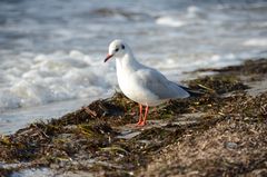 Tierische BEGEGNUNG