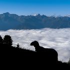 Tierische Begegnung am Nebelmeer