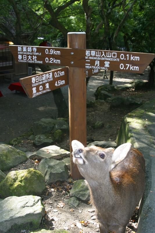 Tierische Begegnung / Animal meeting