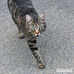 Tierische Begegnung auf der Strasse