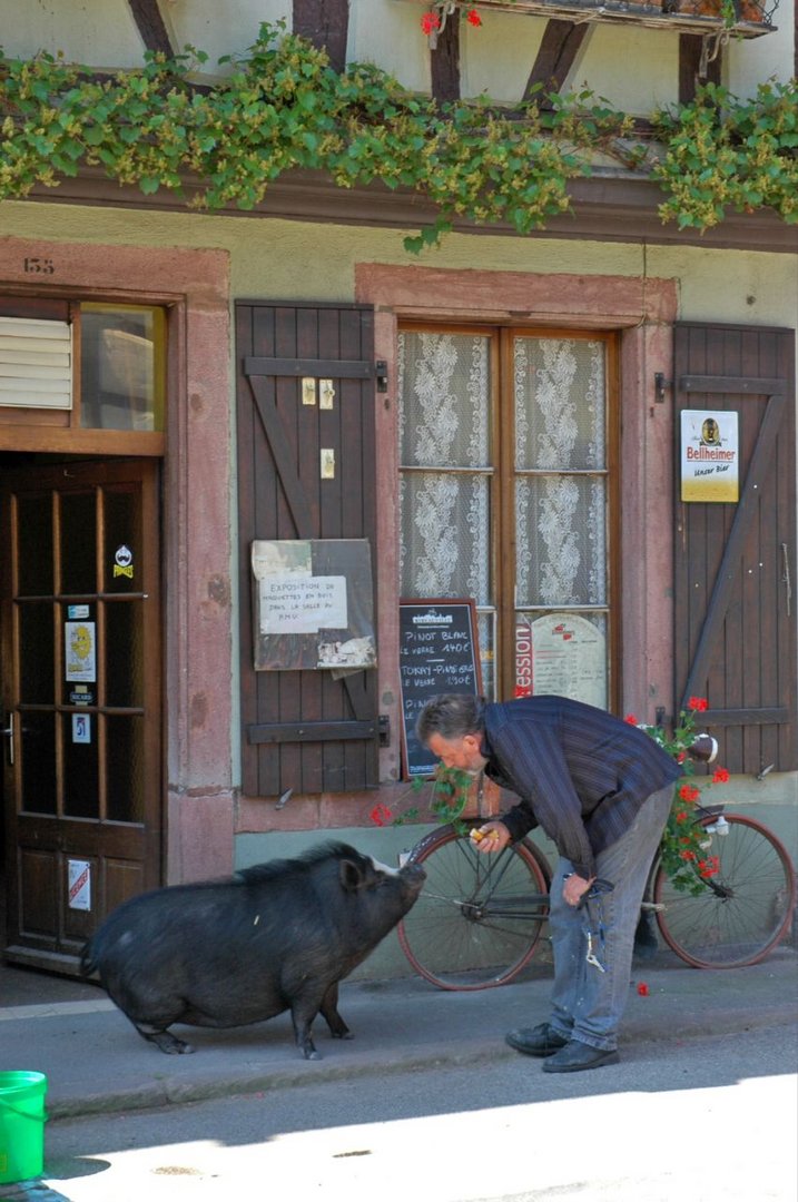 Tierische Begegnung auf einem Boulevard im Elsass
