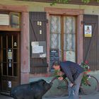 Tierische Begegnung auf einem Boulevard im Elsass