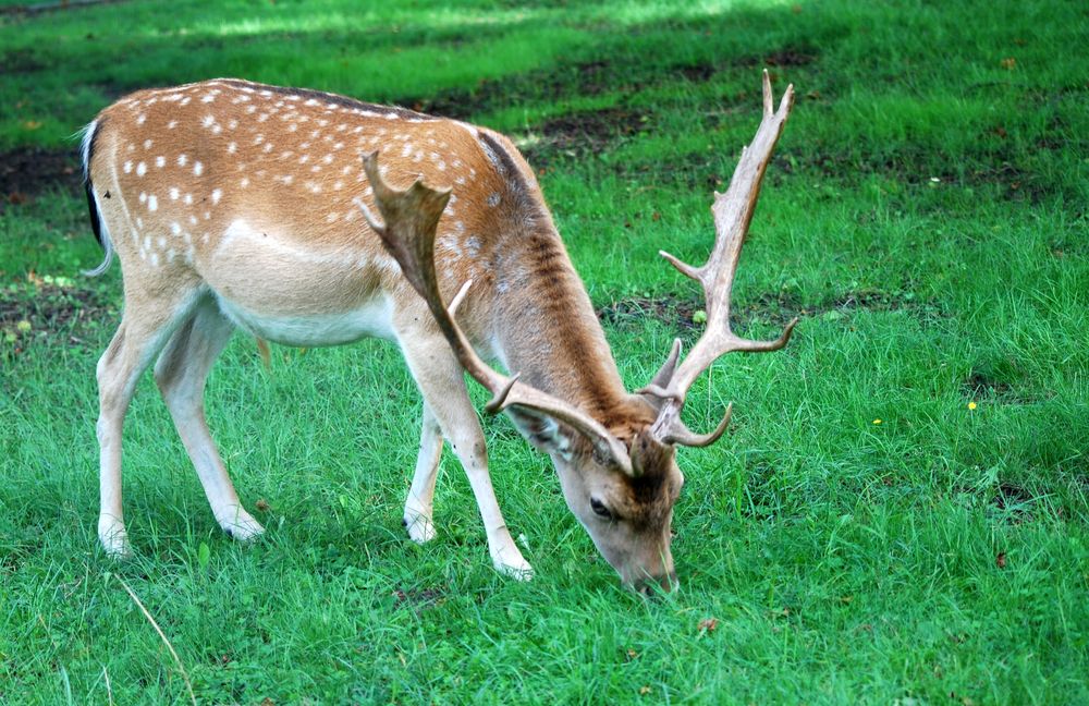 Tierische Begegnung...