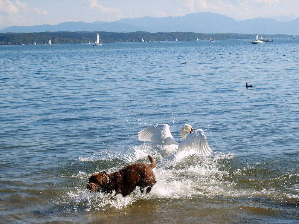 Tierische Begegnung