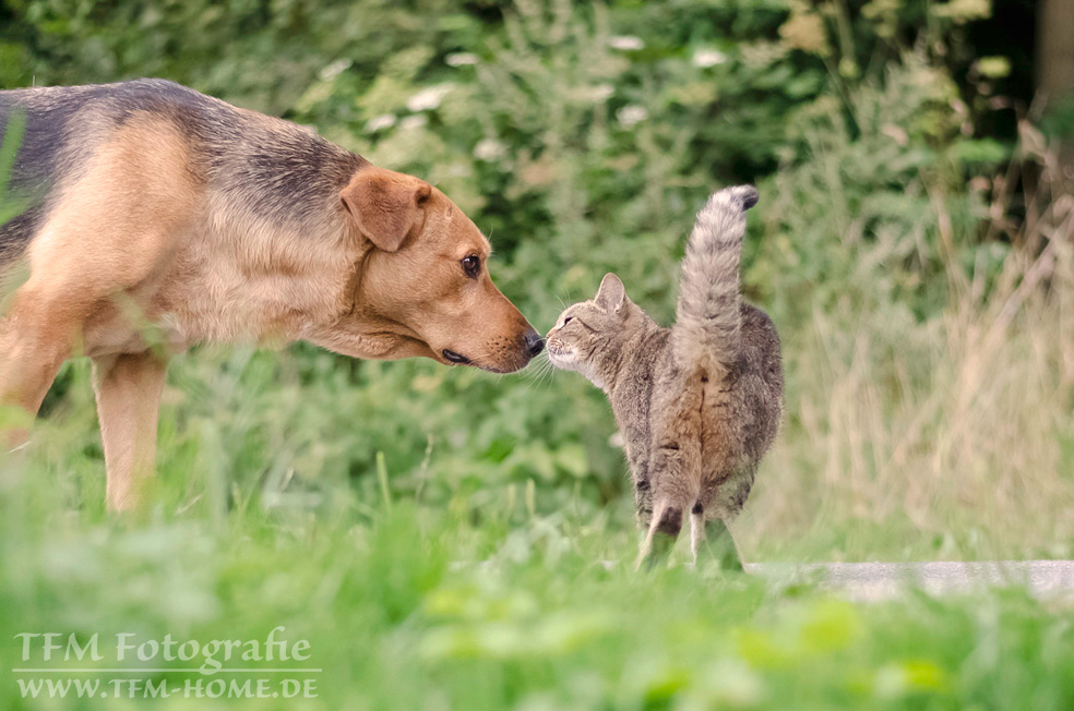 Tierische Begegnung