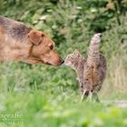 Tierische Begegnung