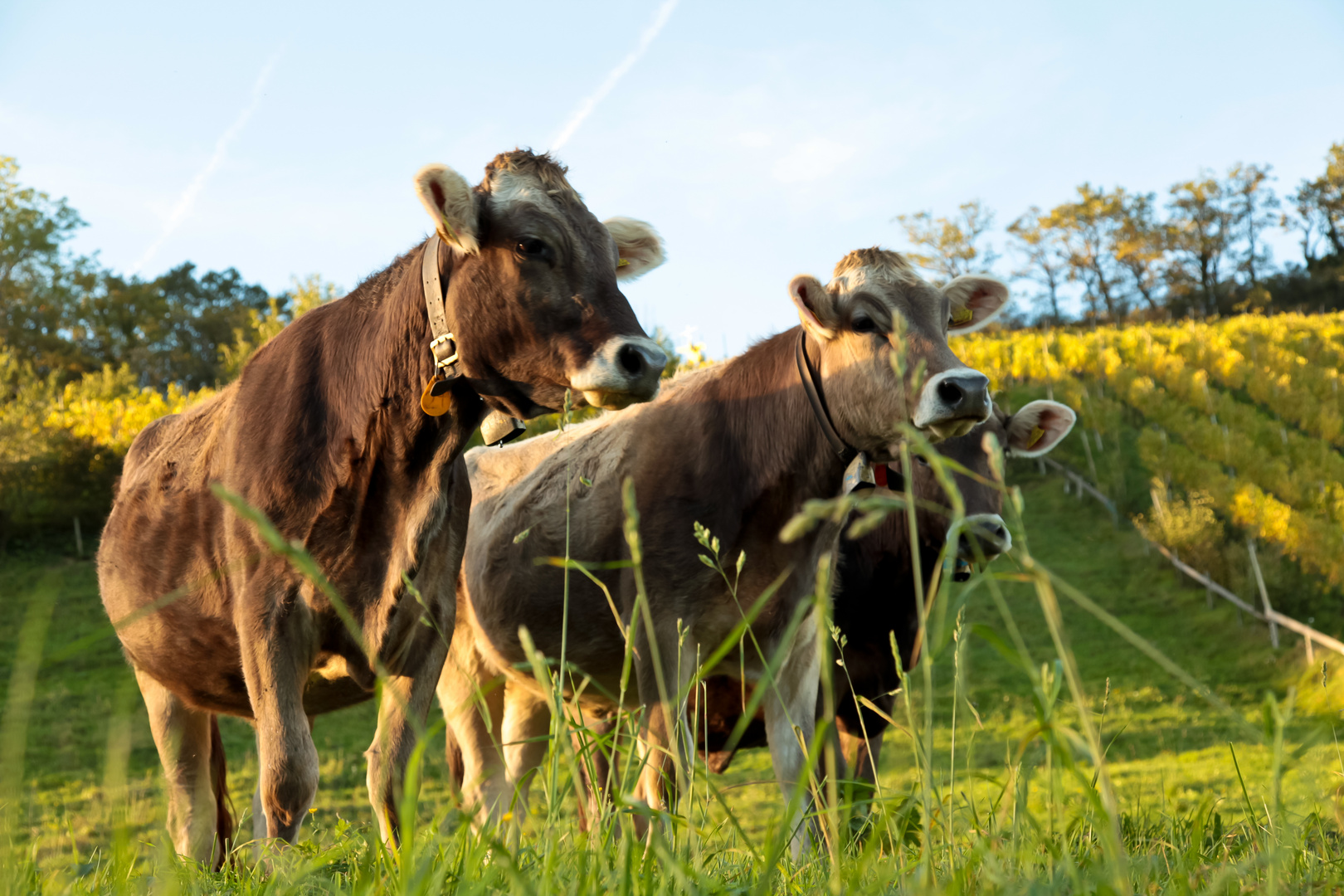 Tierische Begegnung