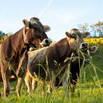 Tierische Begegnung