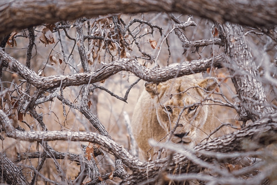 Tierische Begegnung in Südafrika