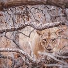 Tierische Begegnung in Südafrika