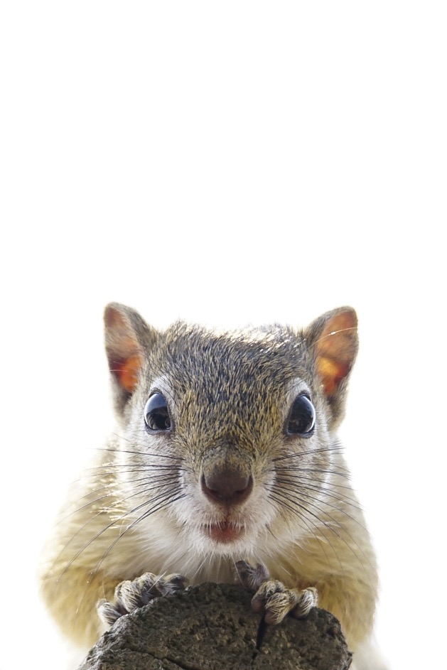 Tierische Begegnung in Südafrika