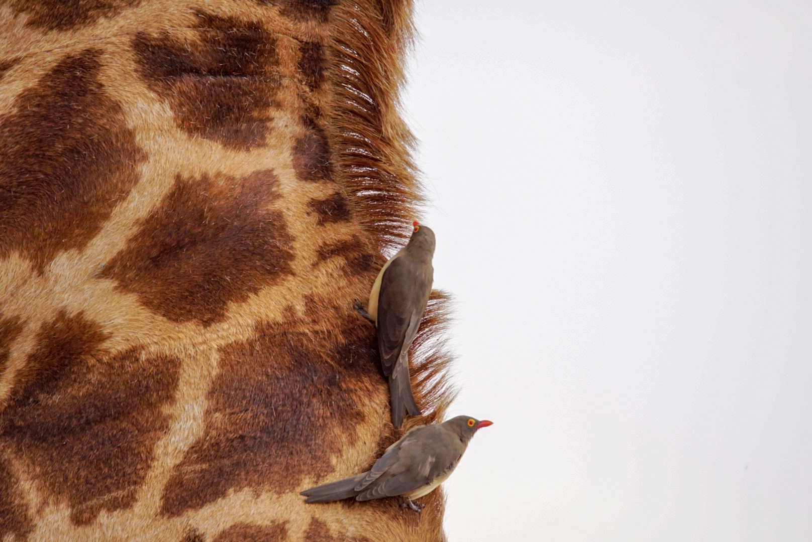 Tierische Begegnung in Südafrika