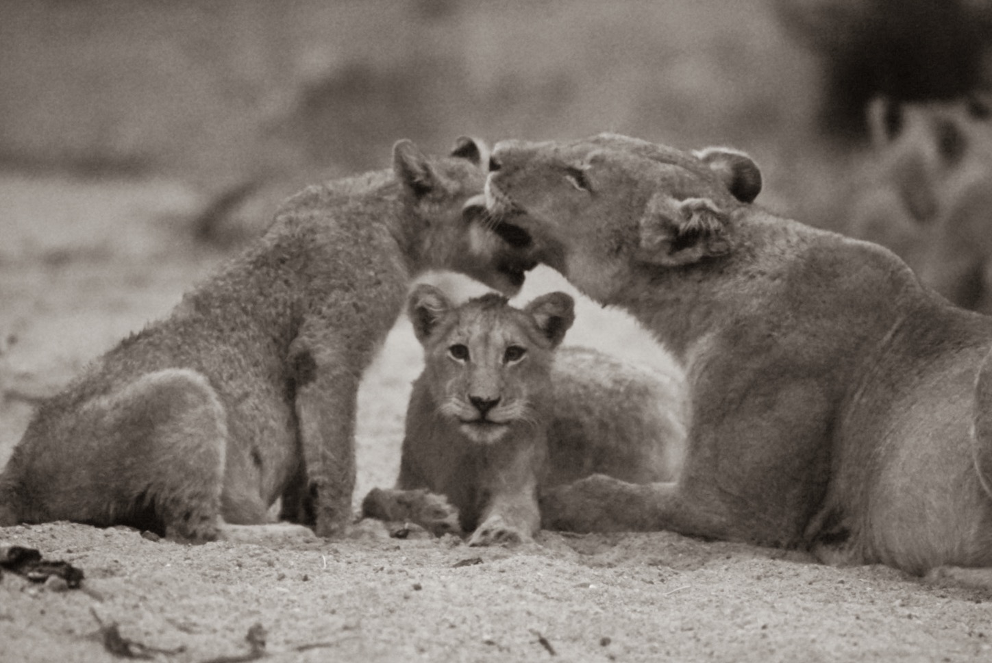 Tierische Begegnung in Südafrika