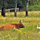 Tierische Begegnungen