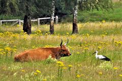 Tierische Begegnungen