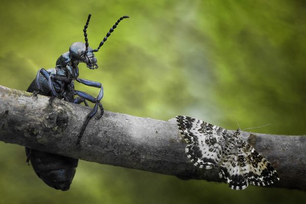 Tierische Begegnungen