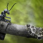 Tierische Begegnungen