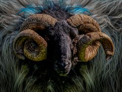 Tierische Begegnungen...