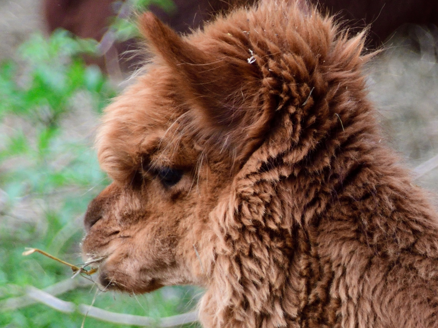 tierische Begegnungen_Alpaka