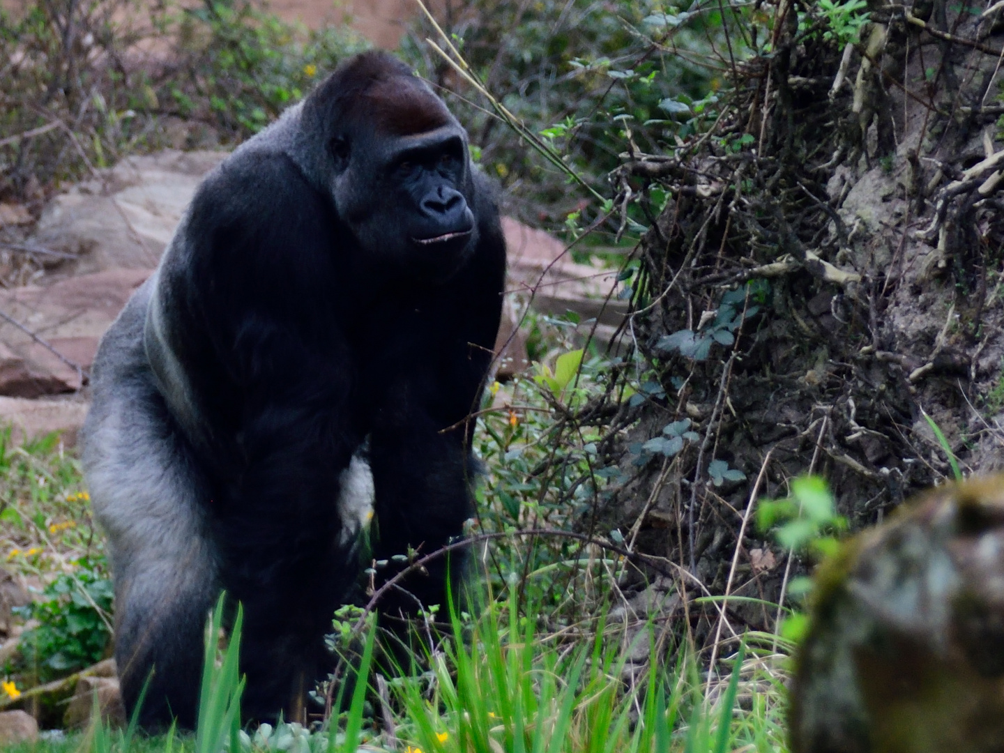 tierische Begegnungen_Gorilla