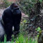 tierische Begegnungen_Gorilla