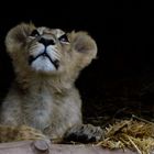 tierische Begegnungen_Loewen-Junges