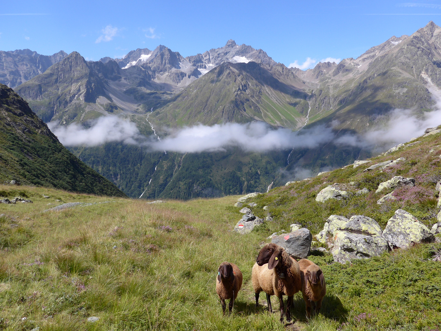 Tierische Begleitung auf dem Weg zum Kapuziner Jöchl 