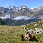 Tierische Begleitung auf dem Weg zum Kapuziner Jöchl 