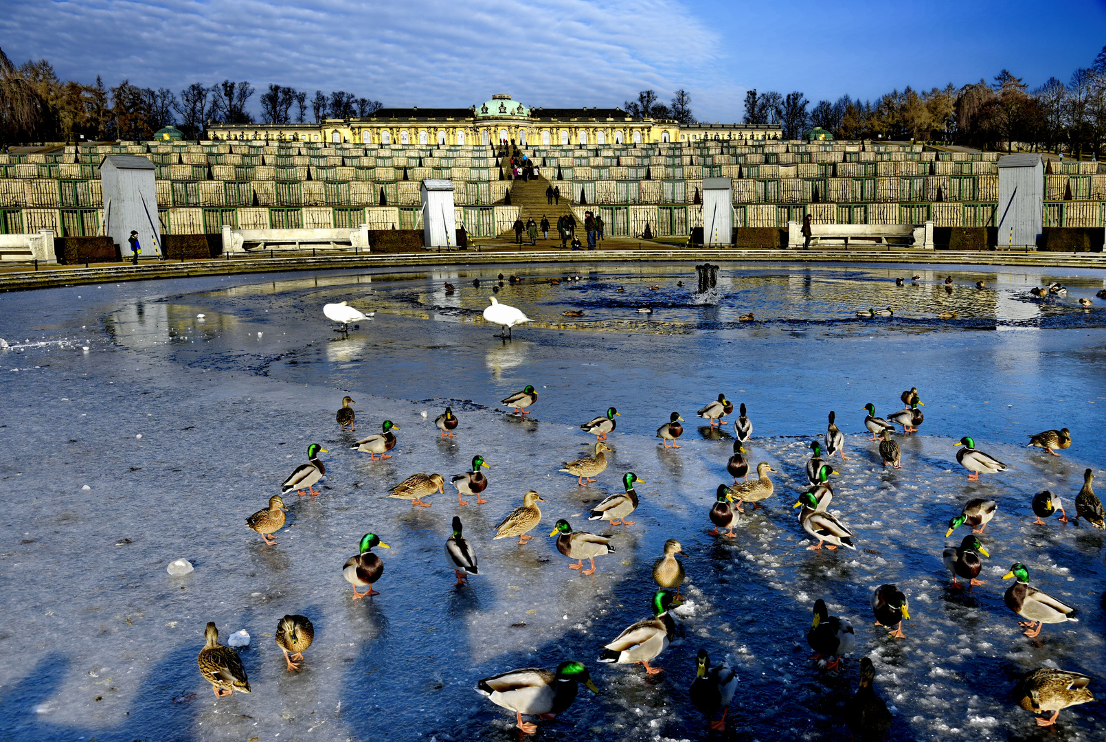 Tierische Besucher am Schloss Sanssouci