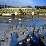 Tierische Besucher am Schloss Sanssouci