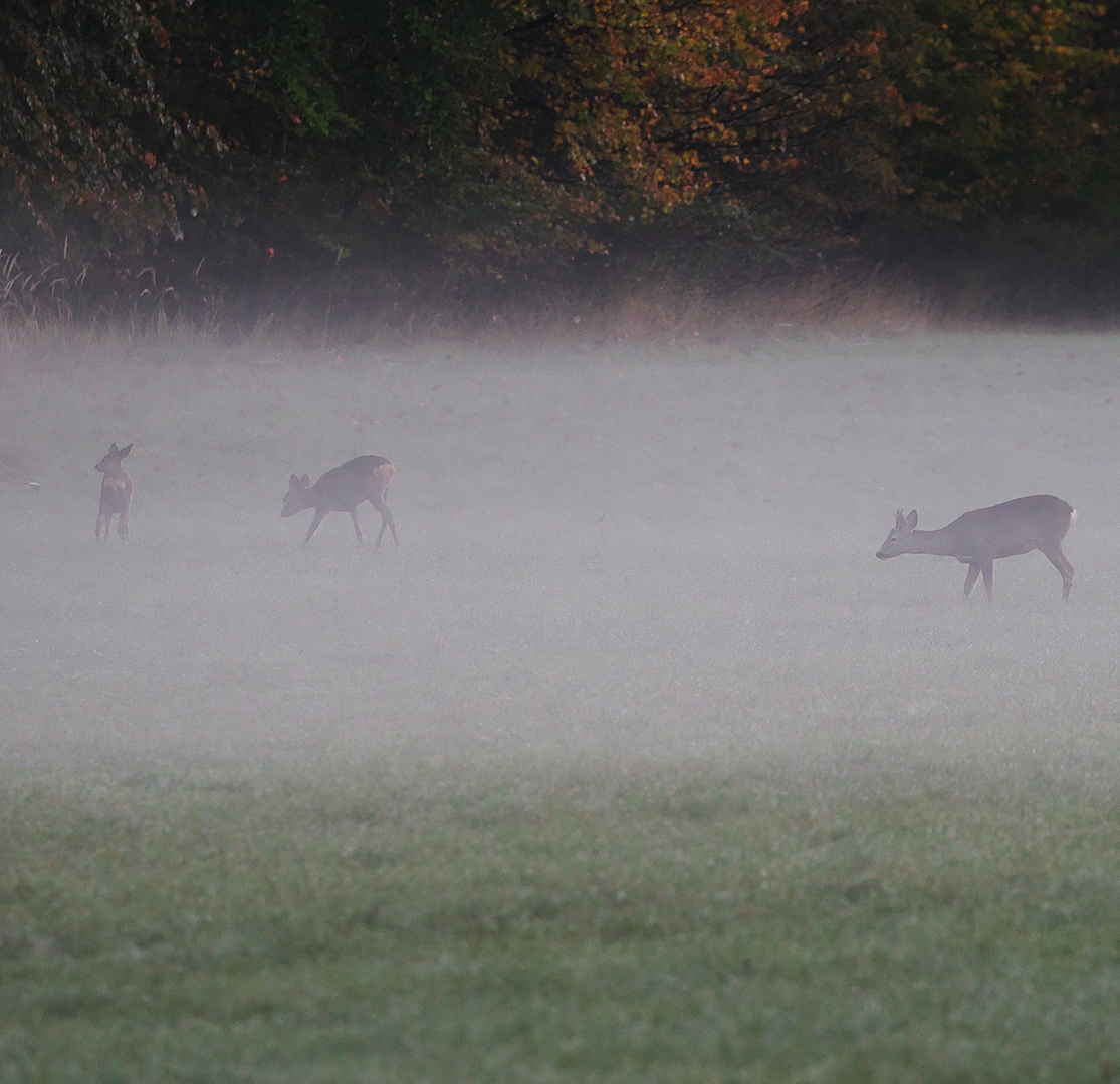 Tierische Bewohner des Nymphenburger Schlosspark