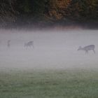 Tierische Bewohner des Nymphenburger Schlosspark