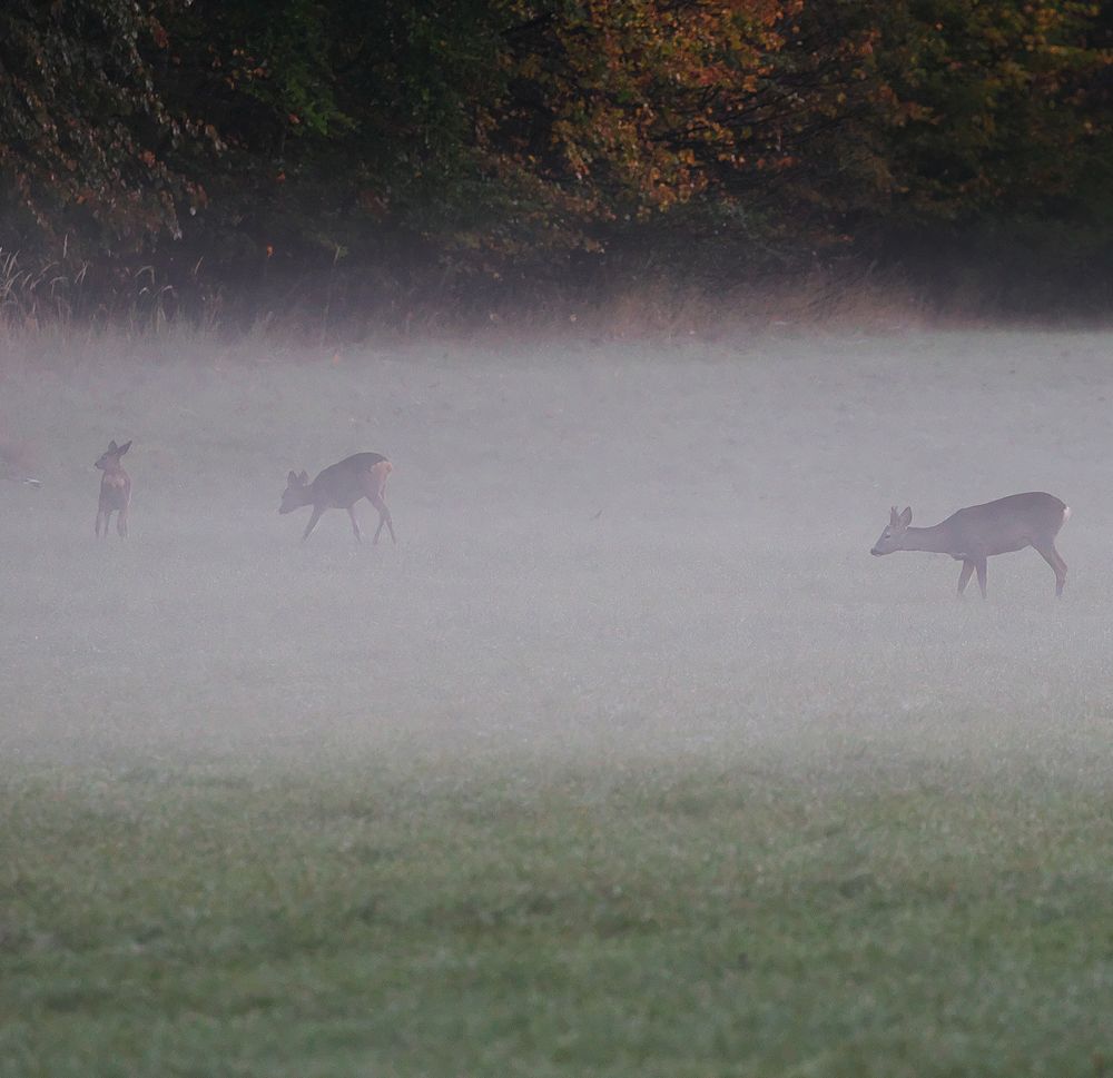 Tierische Bewohner des Nymphenburger Schlosspark